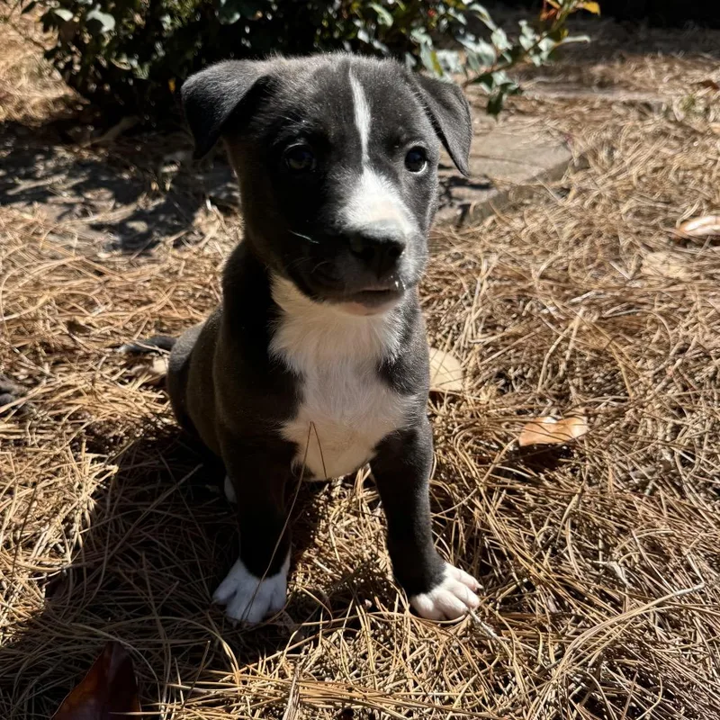 Mama Bear thumbnail 5