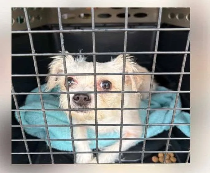 An adult small-sized female Terrier dog named Mama Llama for adoption in Newport, KY