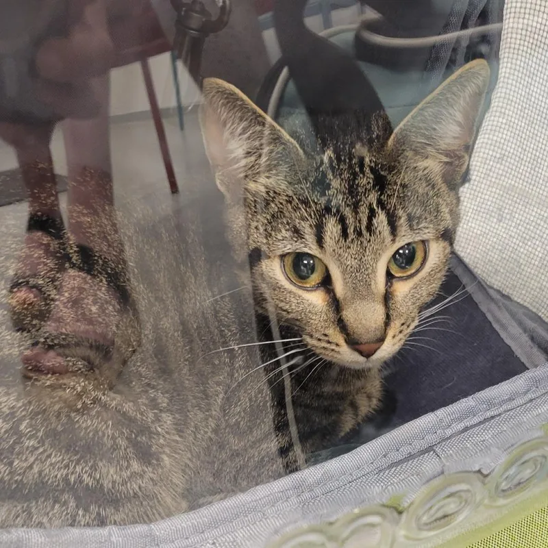 A young medium-sized female Domestic Short Hair cat named Mimi for adoption in Wheeling, IL