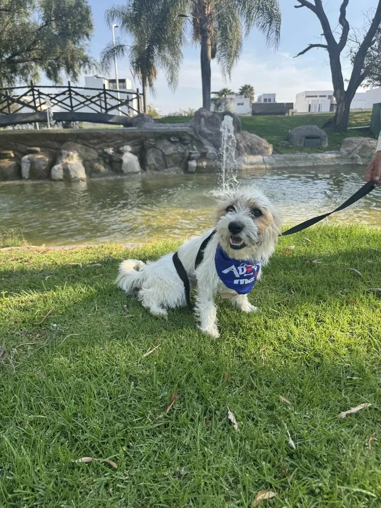 A young small-sized female Terrier dog named Chloe for adoption in Gig Harbor, WA