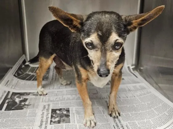 A senior small-sized male Chihuahua dog named Lonny for adoption in Van Nuys, CA