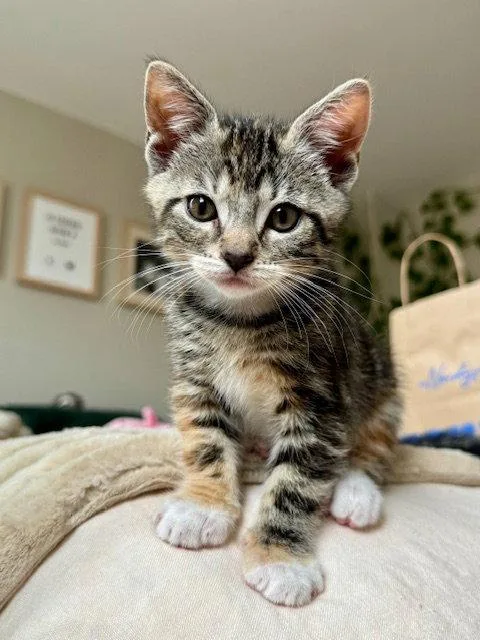 A baby small-sized female Domestic Short Hair cat named Florence for adoption in Philadelphia, PA