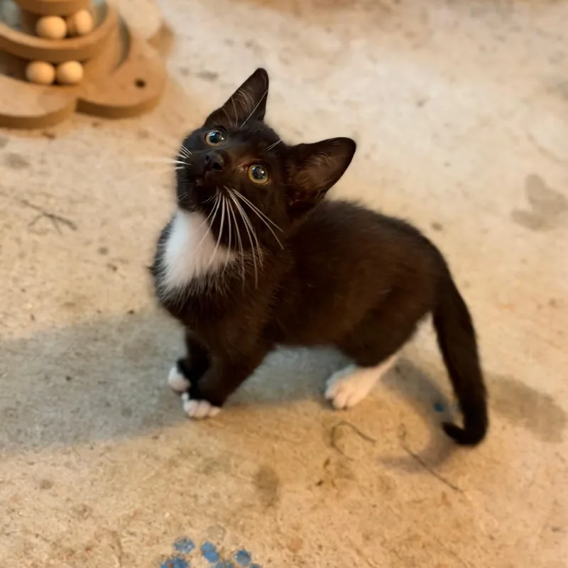 A baby small-sized male Black Domestic Short Hair cat named Rizzler for adoption in Gloucester, VA