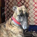 An adult large-sized male Greyhound dog named Super Running for adoption in grandville, MI