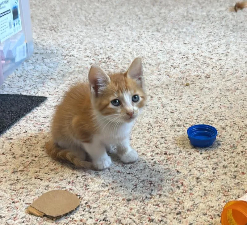 Peanut
