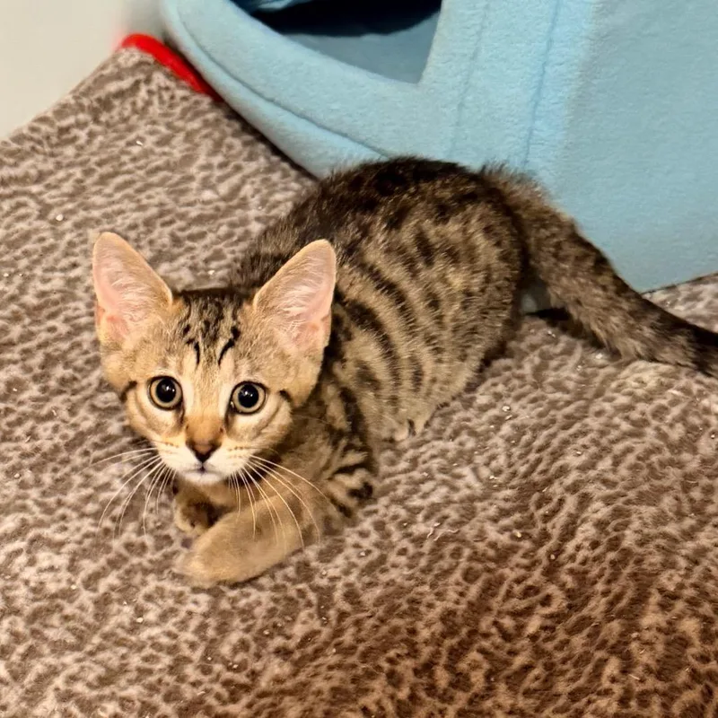 A baby small-sized male Domestic Short Hair cat named Cider for adoption in La Grange, KY