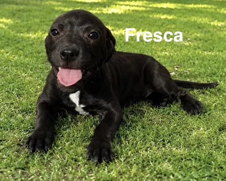 Fresca