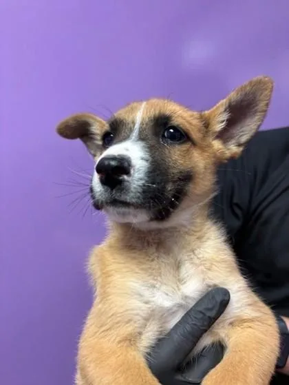 A baby medium-sized male Yellow / Tan / Blond / Fawn Shepherd dog named 60816819 for adoption in El Paso, TX