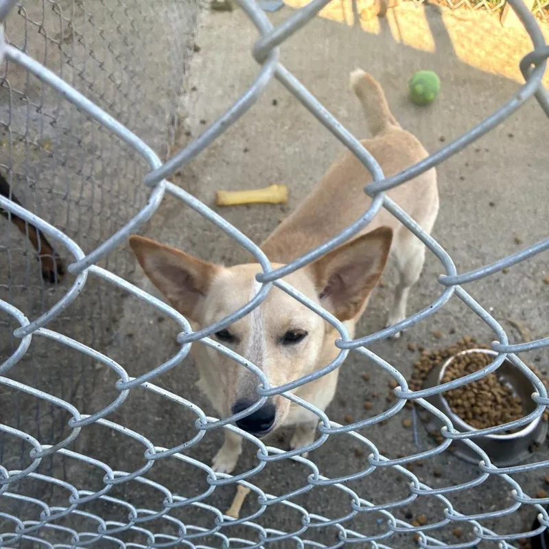 A young medium-sized female Yellow / Tan / Blond / Fawn Cattle Dog dog named Poppy for adoption in Tacoma, WA