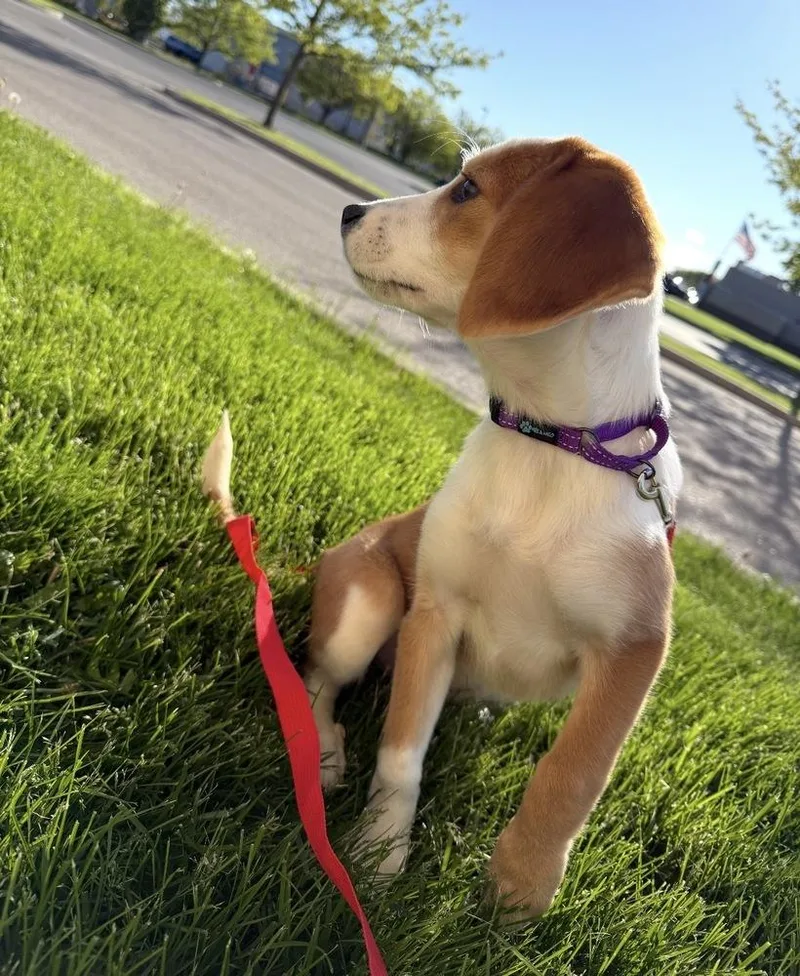 A baby medium-sized female Beagle dog named Daphne for adoption in South Bend, IN