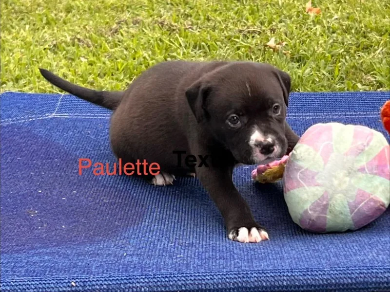 A baby large-sized female Labrador Retriever dog named Paulette for adoption in Claremore, OK
