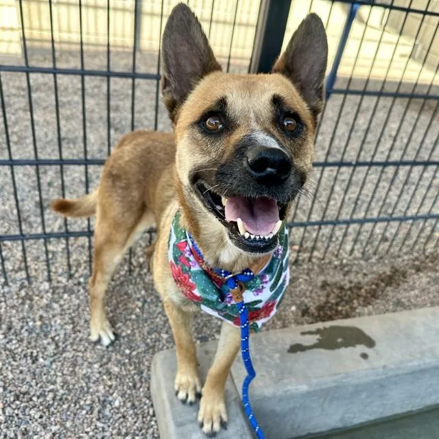 An adult medium-sized female German Shepherd Dog dog named Nevada for adoption in Mesa, AZ