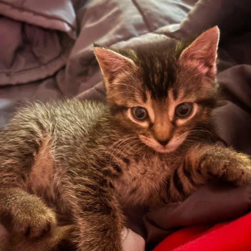 A baby small-sized female Brown / Chocolate Domestic Short Hair cat named Praline for adoption in Houston, TX