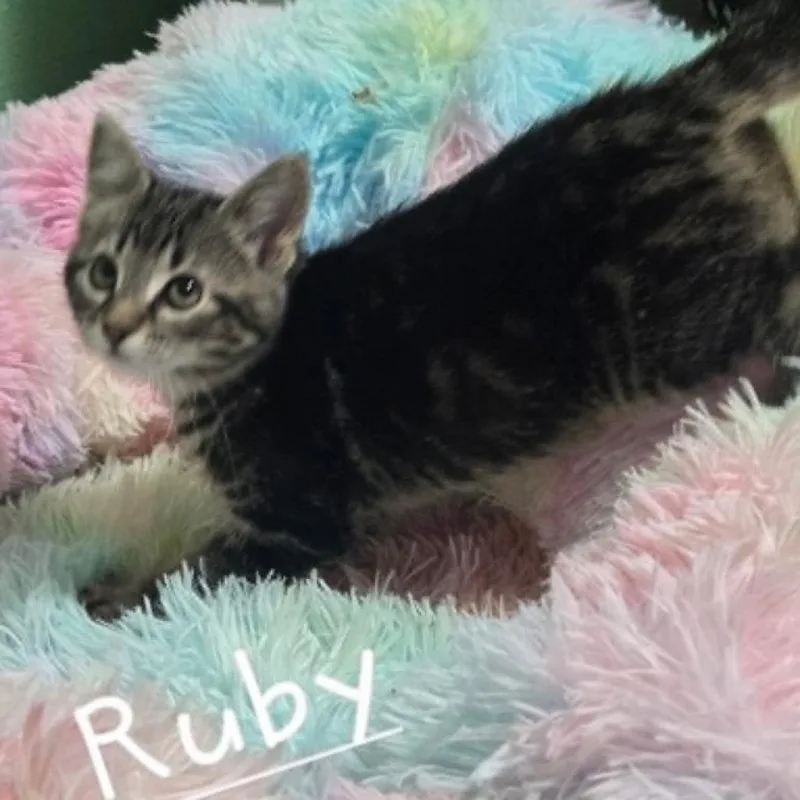 A baby small-sized female Gray / Blue / Silver Domestic Short Hair cat named Ruby C for adoption in Elbow Lake, MN