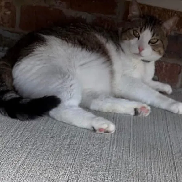 An adult small-sized male White Domestic Short Hair cat named Fritz for adoption in Normal, IL