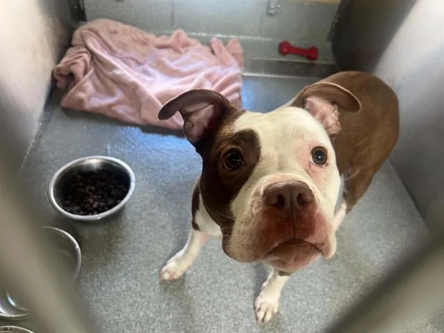 An adult small-sized female Pit Bull Terrier dog named Phoebe for adoption in Tustin, CA