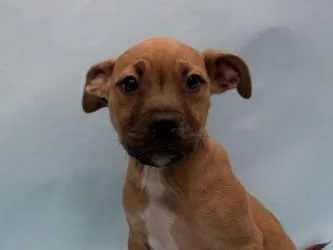 A baby small-sized female Boxer dog named Tot for adoption in Golden Valley, MN