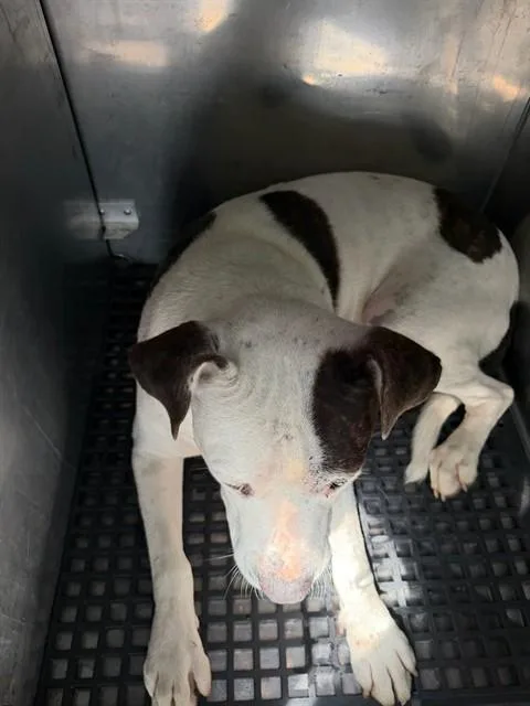 A young large-sized male Pit Bull Terrier dog named Spot for adoption in Dallas, TX