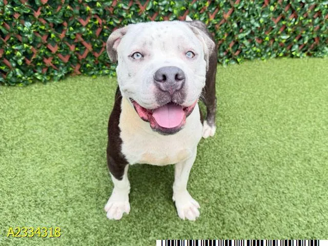 An adult large-sized male Mixed Breed dog named A for adoption in West Palm Beach, FL
