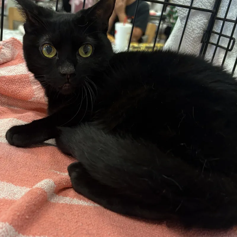 Princess Diana thumbnail 2