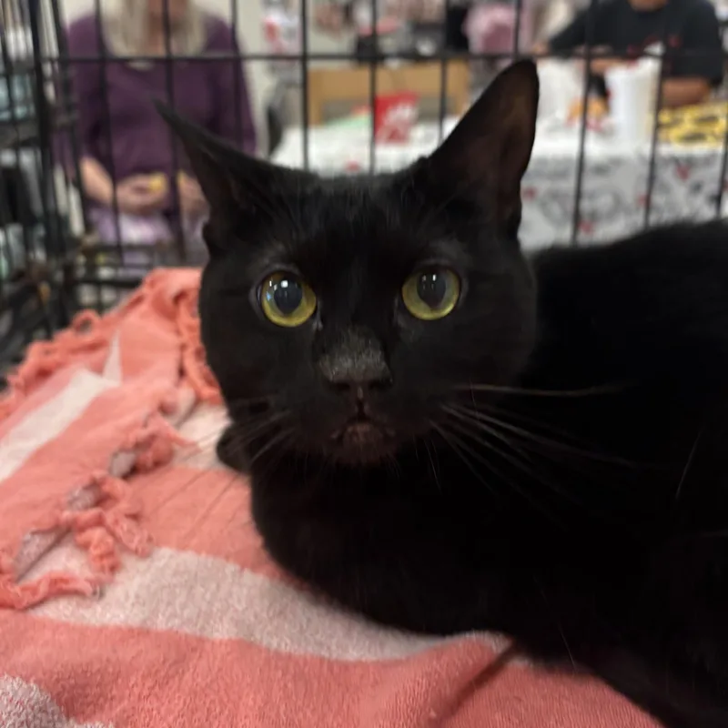 Princess Diana thumbnail 5