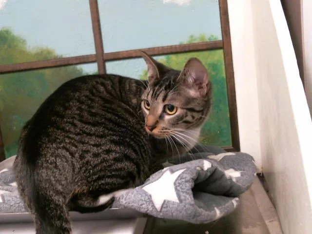 A young medium-sized female Domestic Short Hair cat named Nori for adoption in Houston, TX