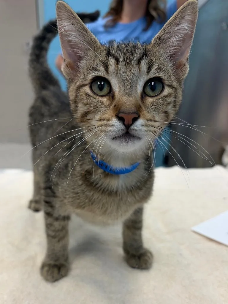 A young medium-sized male Domestic Short Hair cat named Tumeric for adoption in Frankfort, KY