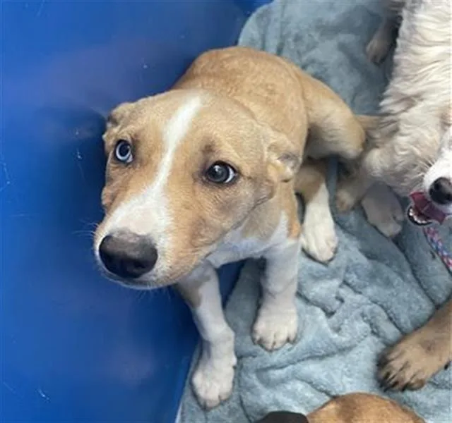 A baby medium-sized female Mixed Breed dog named Ham for adoption in Dallas, TX