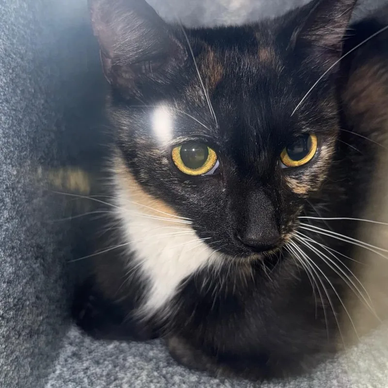 A young medium-sized female Calico Domestic Short Hair cat named Tessa for adoption in Birmingham, AL