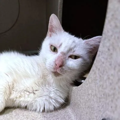 An adult medium-sized female Domestic Short Hair cat named Lenoir for adoption in Washington, DC