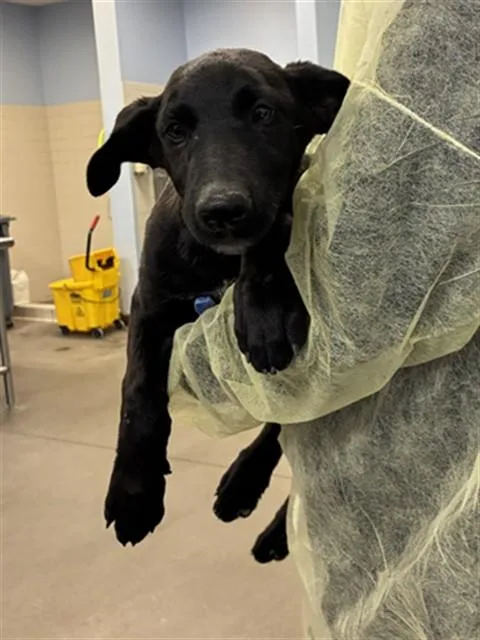 A baby large-sized male German Shepherd Dog dog named Bob for adoption in Phoenix, AZ