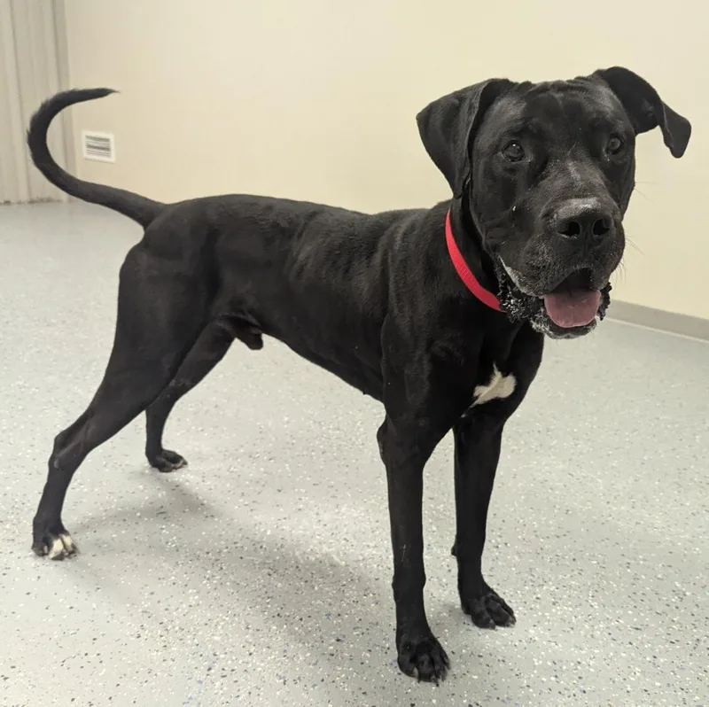 An adult large-sized male Great Dane dog named Axel for adoption in Yankton, SD