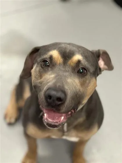 An adult large-sized male Mixed Breed dog named Raymond for adoption in West Chester, PA