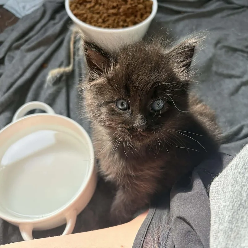 A baby small-sized female Black Domestic Short Hair cat named Ruby for adoption in Elyria, OH