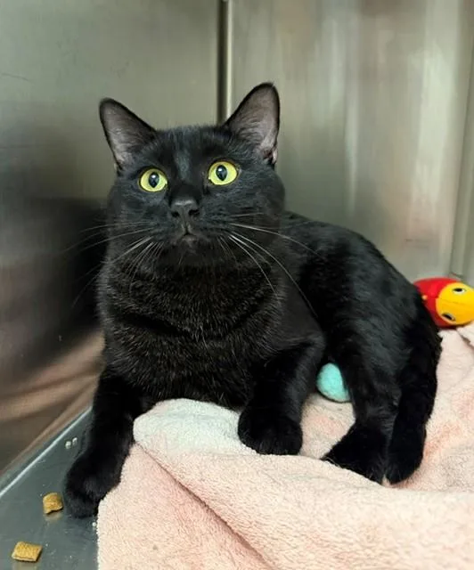 A young medium-sized male Domestic Short Hair cat named Torino for adoption in Brighton, CO