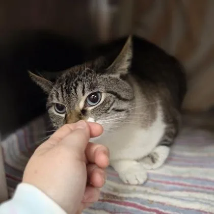 An adult large-sized female Domestic Short Hair cat named Valencia for adoption in Westland, MI