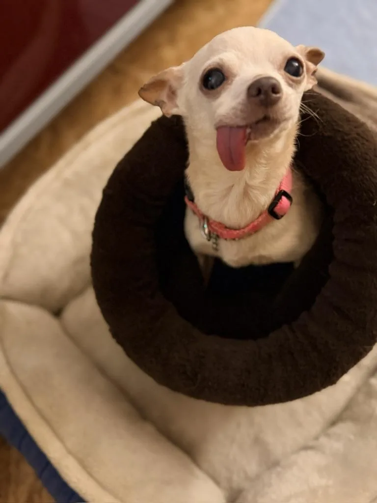 A senior small-sized female Yellow / Tan / Blond / Fawn Chihuahua dog named Nugget for adoption in Gearhart, OR