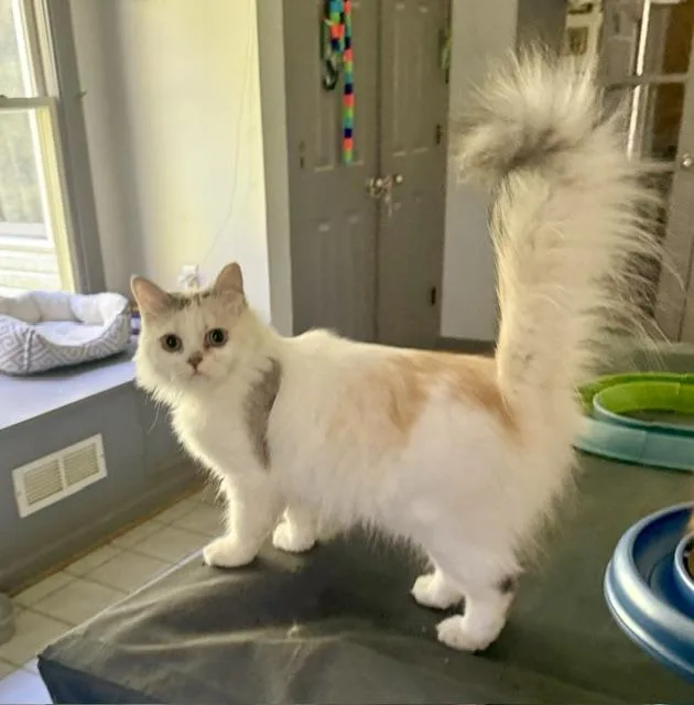 A young medium-sized female Persian cat named Sweet Honey Persian from for adoption in Woodbridge, VA