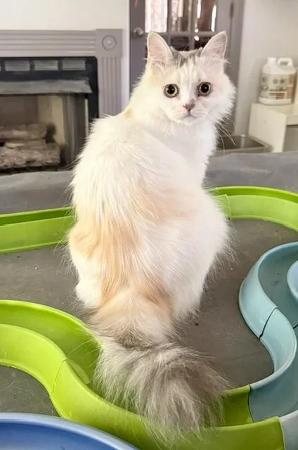 Sweet Honey Persian from thumbnail 2