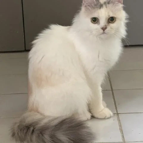 Sweet Honey Persian from thumbnail 3