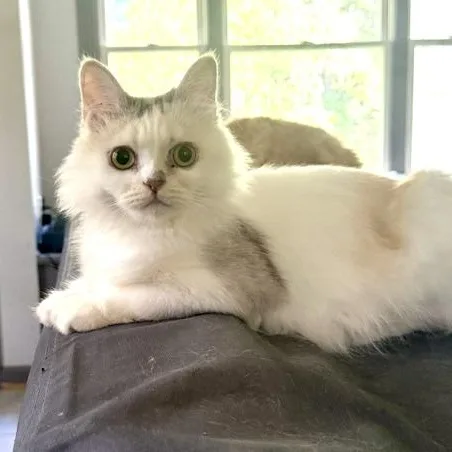 Sweet Honey Persian from thumbnail 4