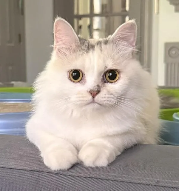 Sweet Honey Persian from thumbnail 5