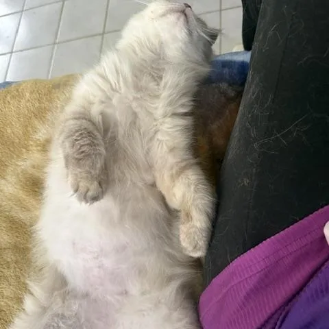 Sweet Honey Persian from thumbnail 6