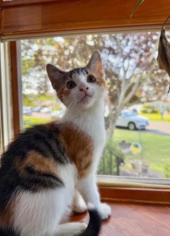 A young medium-sized female Calico Domestic Short Hair cat named Og for adoption in North Babylon, NY
