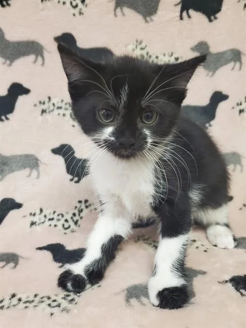 Figaro