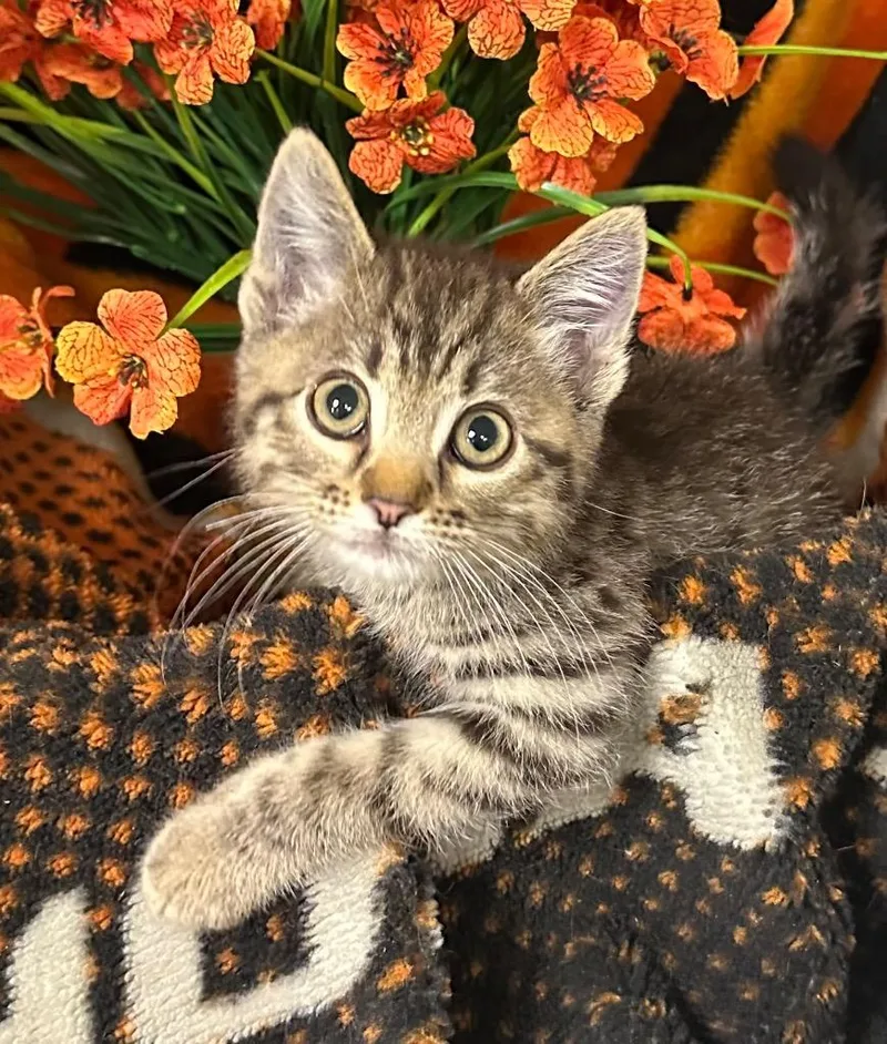 A baby small-sized male Domestic Short Hair cat named Daryl for adoption in Stillwater, OK