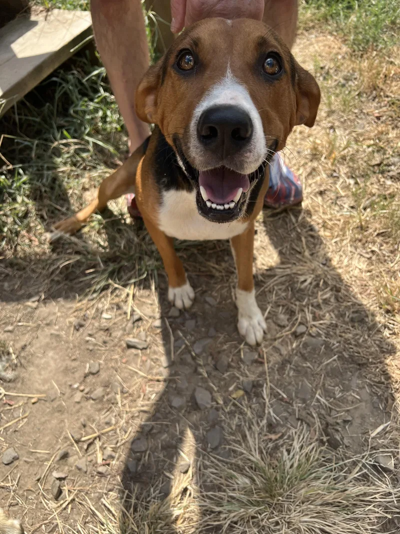 A young medium-sized male Beagle dog named Diamond Dan for adoption in Zimmerman, MN