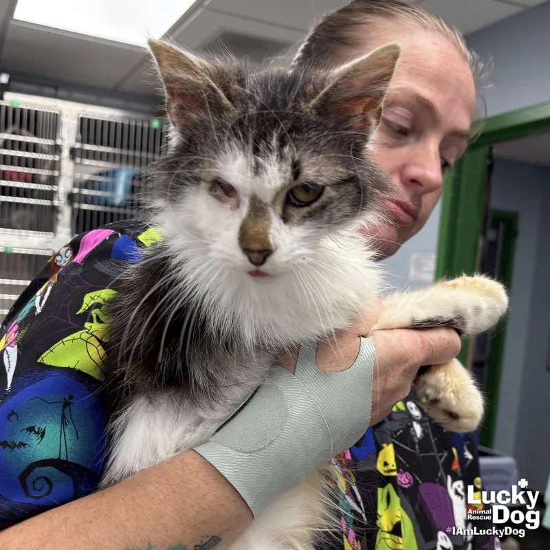 An adult medium-sized male Buff / Tan / Fawn Domestic Medium Hair cat named Miso for adoption in Washington, DC