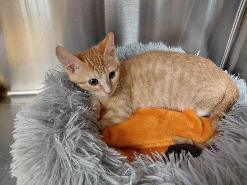 A young medium-sized male Orange / Red Domestic Short Hair cat named Crush for adoption in bellefontaine, OH