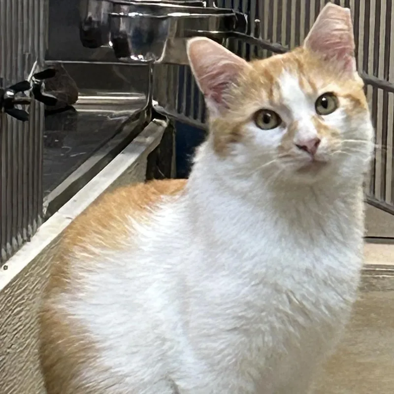 An adult large-sized male Orange & White Domestic Short Hair cat named Fergus for adoption in Dover, DE